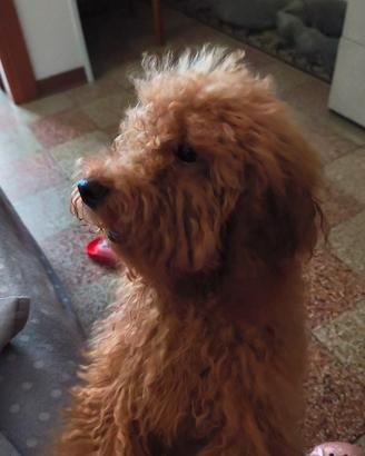 Cane barboncino