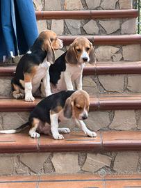Cuccioli di Beagle elisabhet