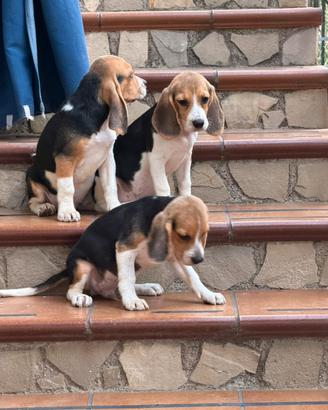 Cuccioli di Beagle elisabhet