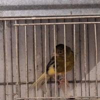 Timbrado spagnolo femmine