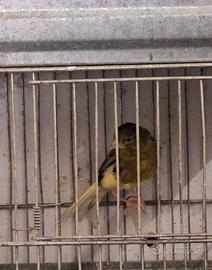 Timbrado spagnolo femmine