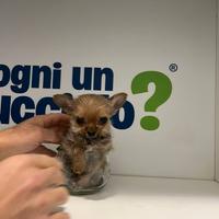 Chorkie teacup da Chihuahua Yorkshire piccolissimi