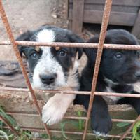 Cuccioli cagnolini