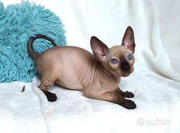 Sphynx