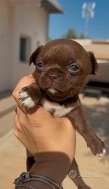 Chihuahua Pedigree ENCI
