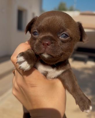 Chihuahua Pedigree ENCI