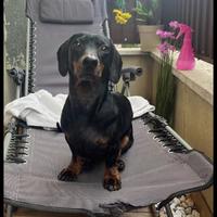 Accoppiamento bassotto