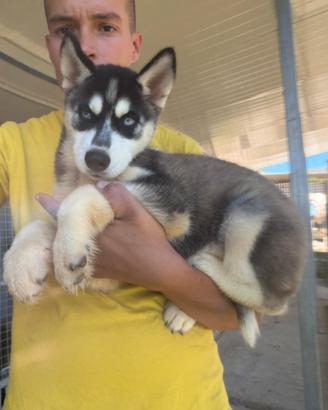 Siberian Husky con pedigree enci