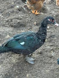 Anatre mute di Barberia nere