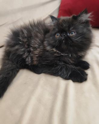 gattino persiano ipertipico 