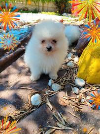 Spitz Pomerania