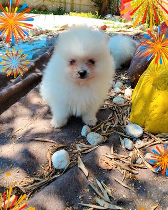 Spitz Pomerania