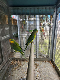 Coppia Parrocchetto superbo o di barraband