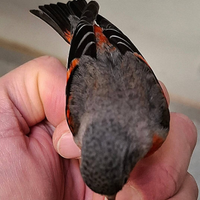 Cardinalini del venezuela