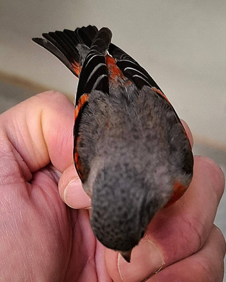 Cardinalini del venezuela