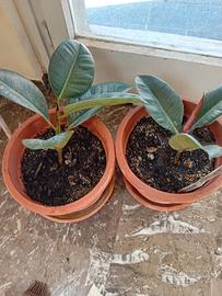 ficus elastica