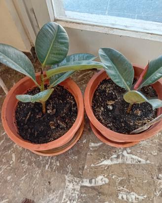 ficus elastica
