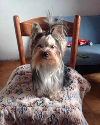 Accoppiamento