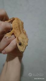 Geco Ciliatus Phantom