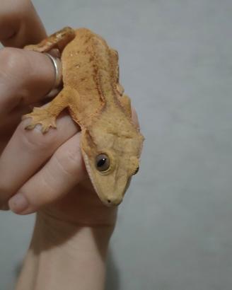 Geco Ciliatus Phantom