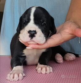 Cuccioli di alano