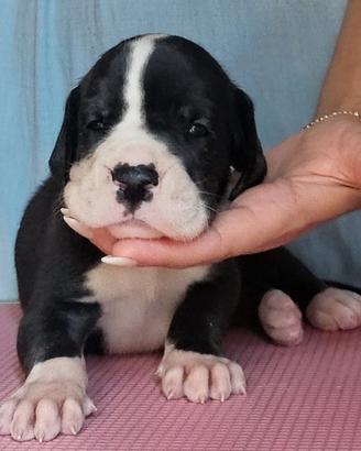 Cuccioli di alano