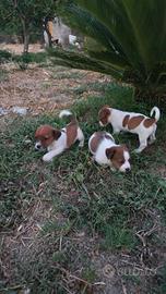 Jack Russell