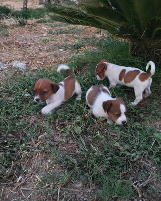 Jack Russell