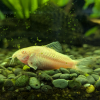 Pesce corydoras albino