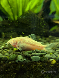 Pesce corydoras albino