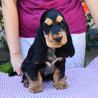 Cocker con PEDIGREE