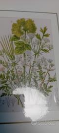 4 stsmpe antiche di botanica originale rarissime 