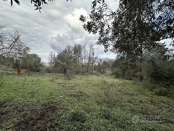 Terreno Agricolo Canale Monterano [TE36VRG]