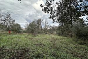 Terreno Agricolo Canale Monterano [TE36VRG]