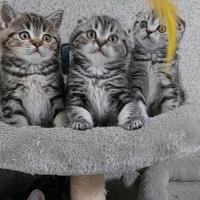 Gattini Scottish Fold e straigth