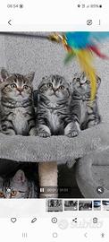 Gattini Scottish Fold e straigth