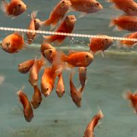 Astronotus red chili/lemon