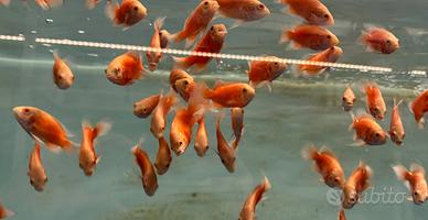 Astronotus red chili/lemon