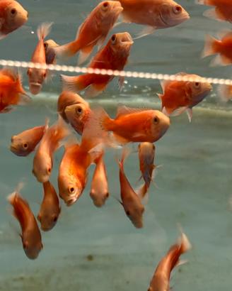 Astronotus red chili/lemon