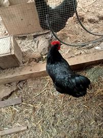 Gallina austrolorp