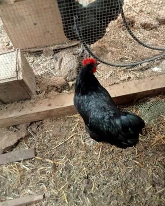 Gallina austrolorp