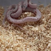 Pantherophis Palmetto