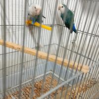 Inseparabili