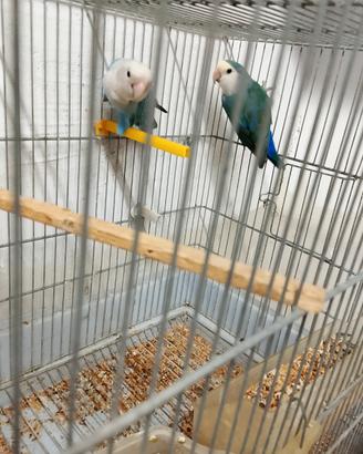 Inseparabili