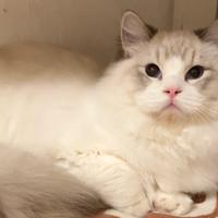 Ragdoll maschio con pedigree