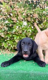 Labrador pedigree