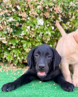 Labrador pedigree