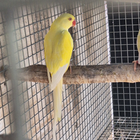 Parrocchetti dal collare