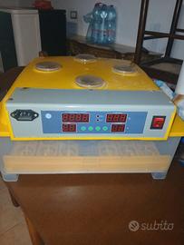 incubatrice per pulcini