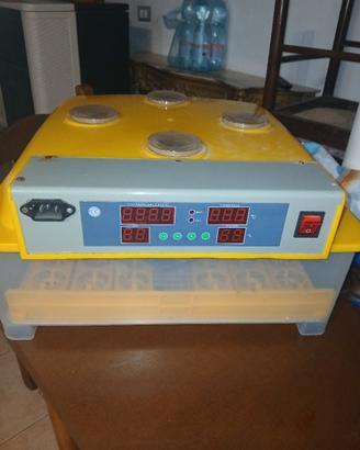 incubatrice per pulcini